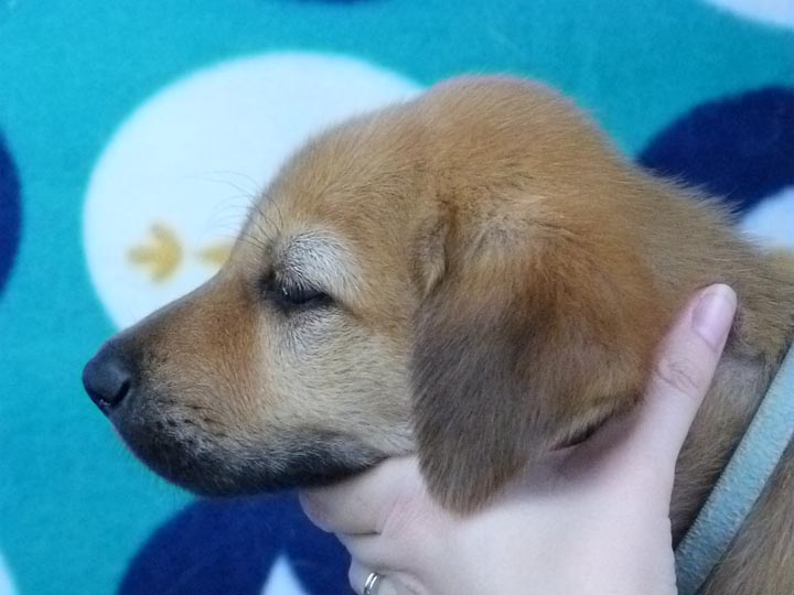 chinook puppy